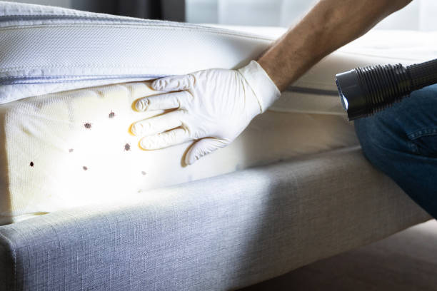 Best Affordable Pest Control Services  in Fairwood, WA