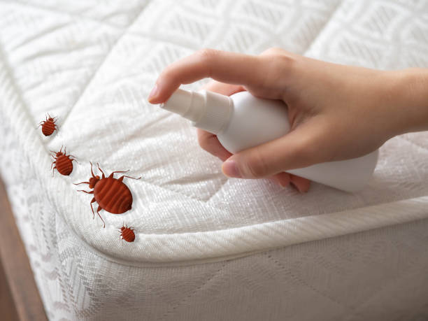 Best Spider Control Near Me  in Fairwood, WA