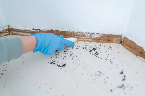 Best Rat Extermination Near Me  in Fairwood, WA